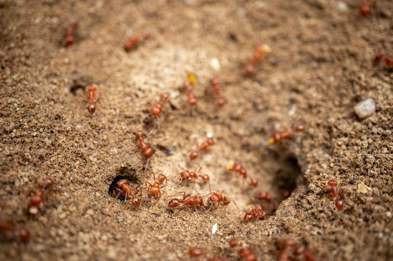 Red Ant Extermination in Mckinney, TX