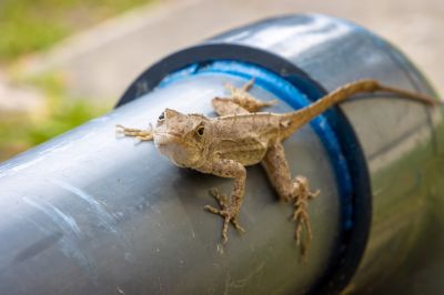 Lizard Pest Control