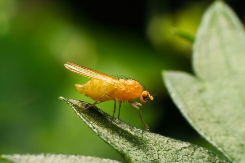 Fly Pest Control in Arlington, TX