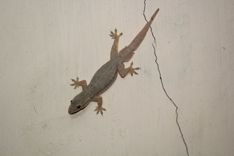 Lizard Pest Control Inspection
