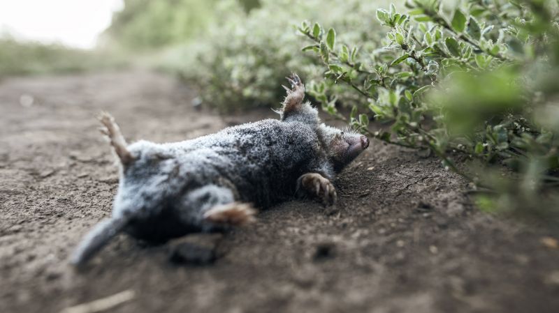 Seasonal Wildlife Problems For Homeowners