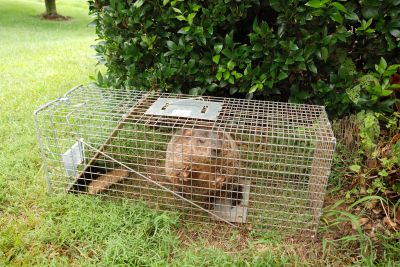 Why Humane Wildlife Removal Is Important For Property And Animal Safety