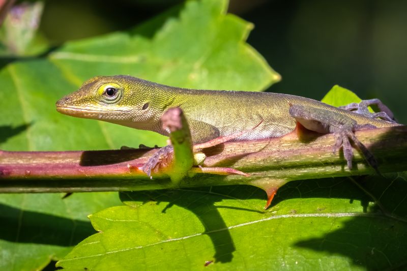 Why Lizards Are Attracted To Warm Indoor Spaces