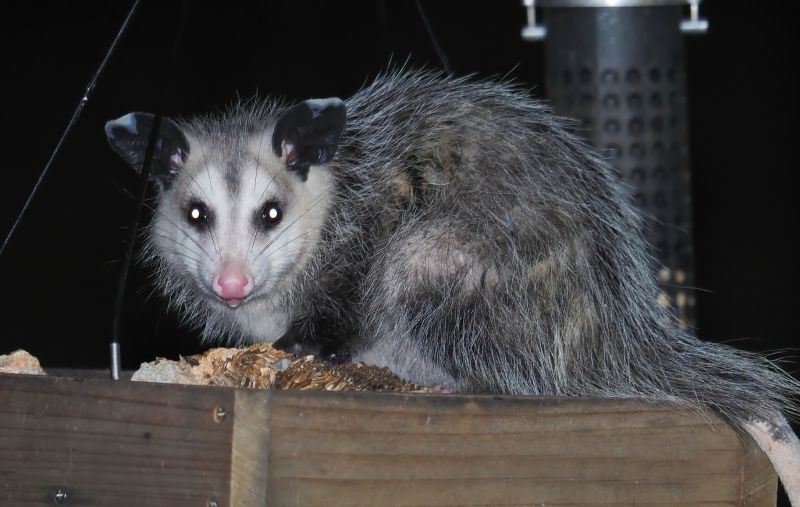 Opossum in Yard