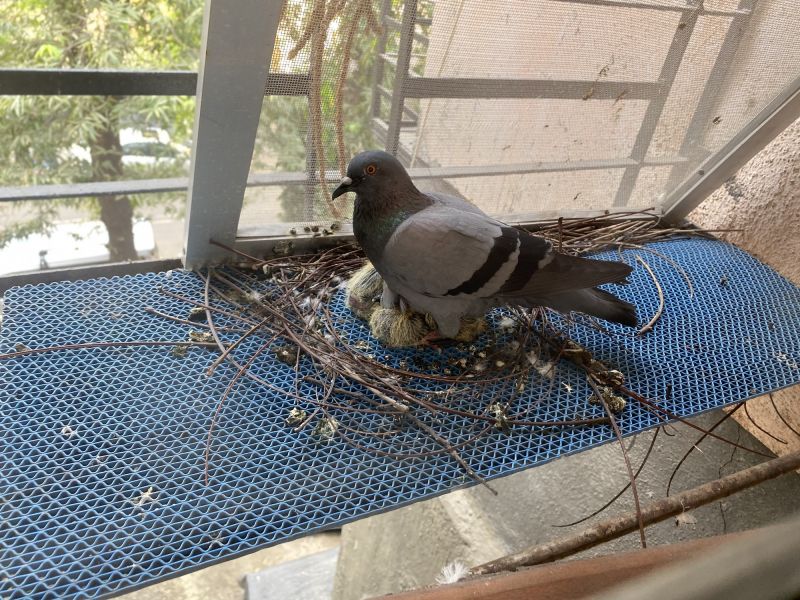 Pigeon Nesting