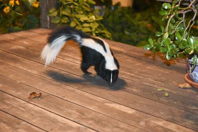 Skunk Digging
