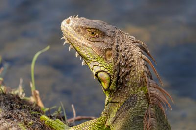 Get Rid of Unwanted Lizards!
