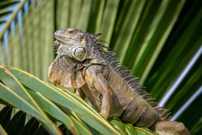 Reduce Damage from Lizards!